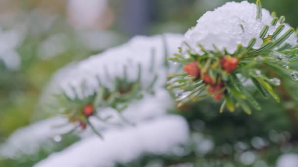 Zimowy śnieg na gałęzi jodły. — Wideo stockowe