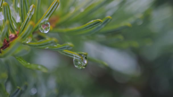 Gota de agua derretida en la rama de abeto. Un árbol de coníferas en las heladas y la nieve — Vídeos de Stock