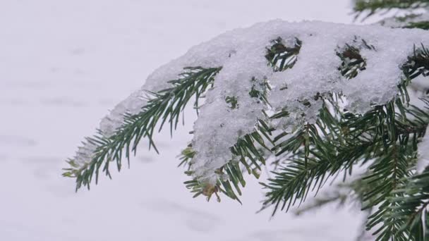 Un árbol de coníferas en las heladas y la nieve — Vídeos de Stock