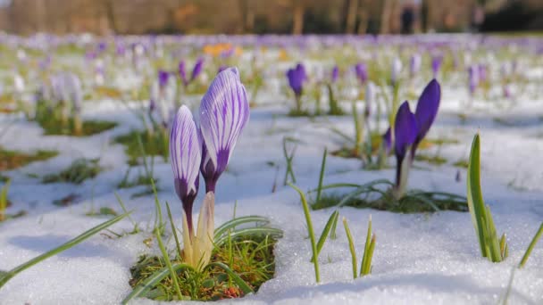 Crocus květiny kvetoucí přes tající sníh — Stock video