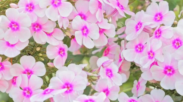 Roze Phlox bloem, bloeiende kruidachtige planten — Stockvideo