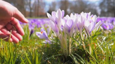 Erkek eli Mor Crocus 'a nazikçe dokunur