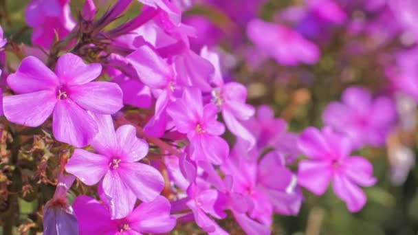 Flor Phlox roxa, plantas herbáceas floridas — Vídeo de Stock