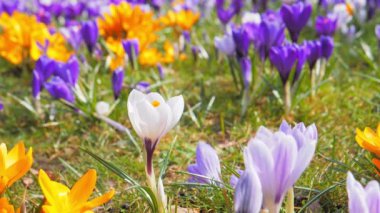 İlkbaharda açan kır çiçekleri.