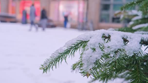 Nieve en rama de abeto. Un árbol de coníferas en la nieve en la calle de la ciudad — Vídeo de stock