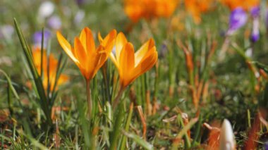 Bahar sembolü, ilkbaharda açan Crocus çiçekleri.