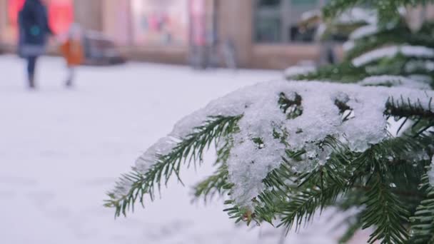 Un conifère dans la neige sur la rue de la ville — Video