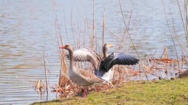 Mavi suyu olan bir gölde ördek