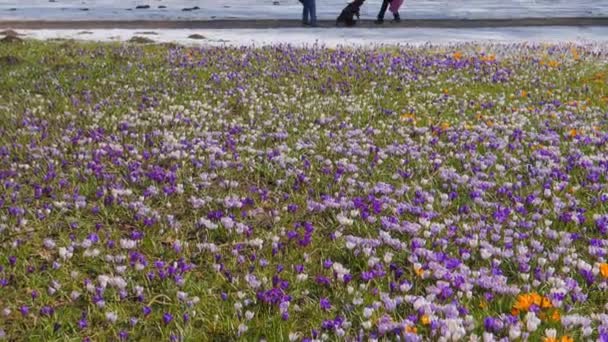 Äng med blommande krokus blommor — Stockvideo