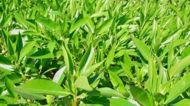 Yeşil çay taze yapraklar. Kapatın. Bitkisel geçmiş