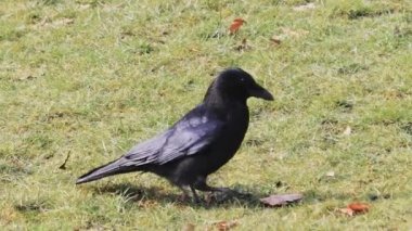 Karga gagasında yiyecekle çimenlerde yürüyor. Yaklaş.