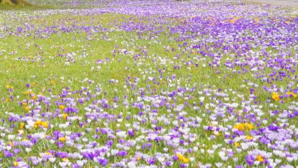 Λιβάδι με εποχιακά λουλούδια Crocus — Αρχείο Βίντεο
