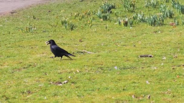 Kraai wandelen op gras met voedsel in zijn bea — Stockvideo