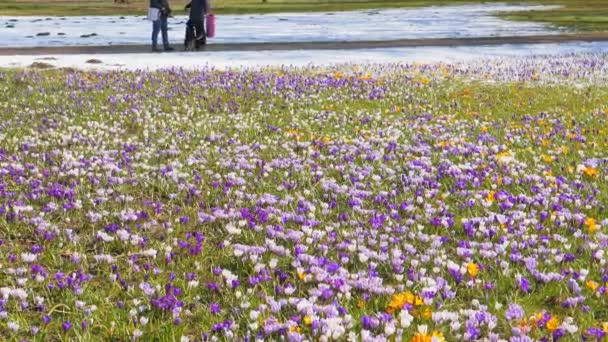 Wiese mit Krokusblüten — Stockvideo