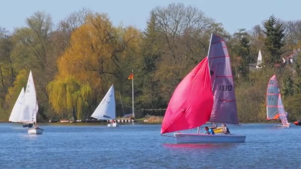 Sailboat regatta race with colorful spinnaker sails up on sunny morning. — Stock Video