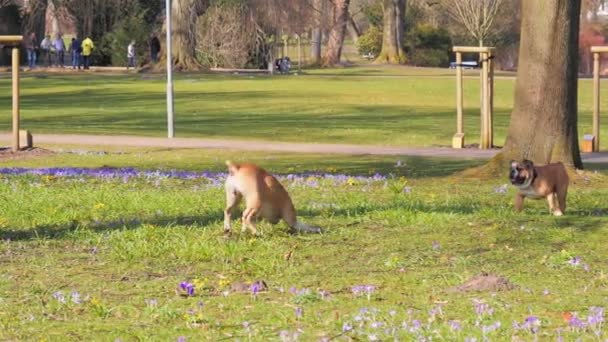 Two Boxer dogs playing and Boxing — Stock Video