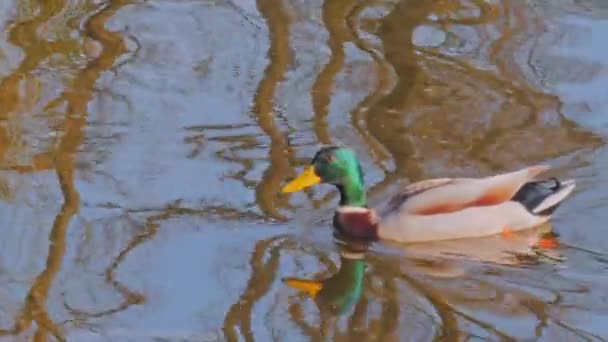 Pato nadando en el río — Vídeos de Stock