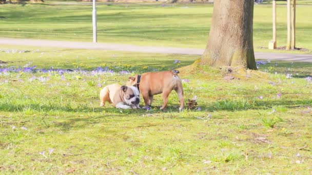 Bokser honden spelen en boksen op groen gras in het voorjaar park — Stockvideo