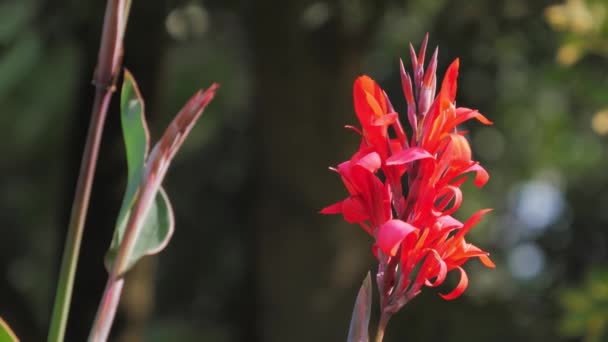 Fleur rouge avec de grandes feuilles vertes, racine d'arrow-root, canna, Fleurs au parc 