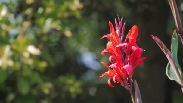 Rode bloem met grote groene bladeren, canna, canna lelie, Bloemen in het park — Stockvideo