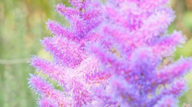 Bitkiler, çiçekler, mor çiçekler. Kapat.