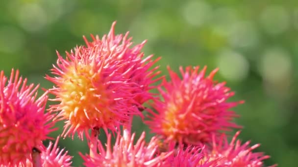 Castor oil plant with red prickly fruits. Ricinus communis. Close up — Stock Video