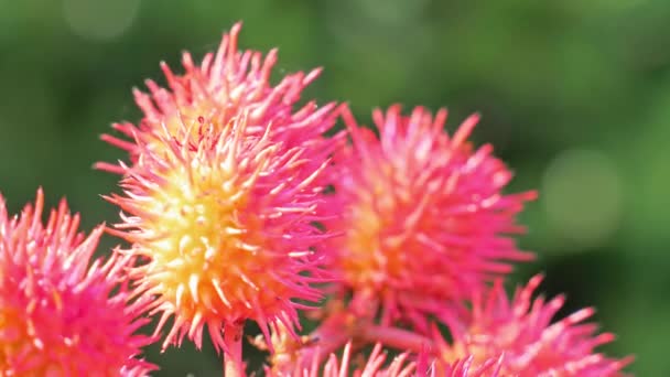 Castor olie plant met rode stekelige vruchten op de achtergrond van de natuur. Sluiten. — Stockvideo