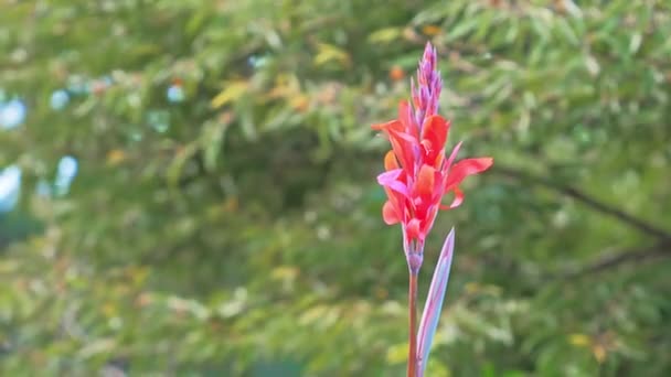 Fleur rouge, racine d'arrow-root, canna, cannacées, nénuphar, Fleurs dans le parc 