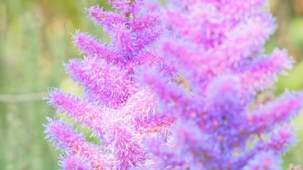 ハーブや花、紫の花。閉じろ! — ストック動画