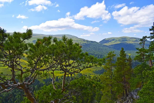 美丽的山 草地和绿色的松树 蓝天白云 夏日的风景 阳光灿烂的日子 横向的照片 高原Lago Naki Adygea — 图库照片