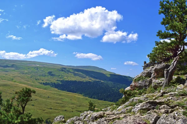 风景如画的山 悬崖边的绿色松树 蓝天白云 夏日的风景 阳光灿烂的日子 横向的照片 Adygea的Lago Naki高原 — 图库照片