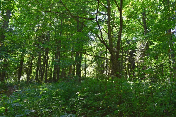 Bosques Salvajes Paisaje Con Árboles Verdes Arbustos Día Soleado Verano — Foto de Stock