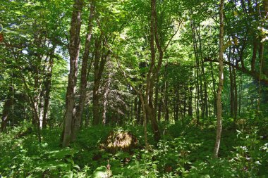 Vahşi orman çalılıkları. Yeşil ağaçlar, çalılar ve karınca yuvası olan bir manzara. Güneşli bir yaz günü. Yatay fotoğrafçılık.