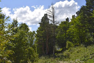 Ormandaki kuru ağaç. Yaz manzarası, güneşli bir gün. Yatay fotoğrafçılık. Plato Lago-Naki, Adigea.