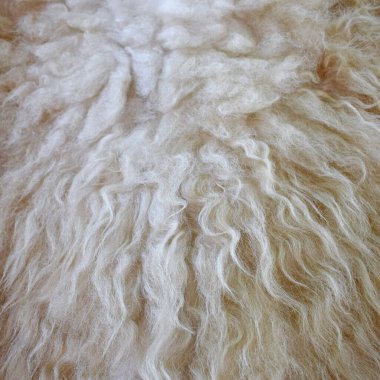 Kürk arka planı koyun yünü. Bej ya da beyaz doku. Kalın, yumuşak kıvırcık saçlı. Yakın çekim kare fotoğraf.