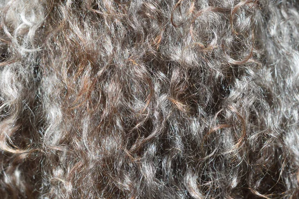 羊毛皮背景 深褐色质感浓密柔软的卷曲灿烂的头发 近视水平摄影 — 图库照片
