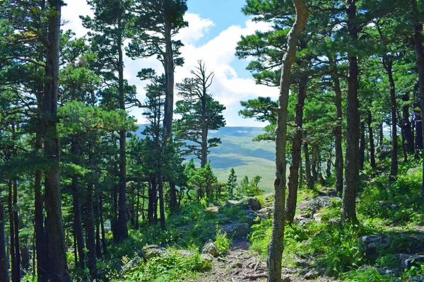 Belle Forêt Conifères Dans Les Montagnes Ciel Bleu Nuages Blancs — Photo