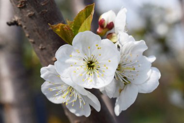 Bulanık bir arkaplanda yakın plan kiraz çiçekleri. Taze bahar yaprakları, sarı pudingler ve tokmakla kaplı bir manzara. Güneşli bir günde yatay fotoğraf.