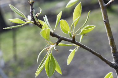 Bulanık arka planda narin yeşil yaprakları olan güzel, genç bir meyve dalı. Güneşli bir bahar gününde yatay fotoğraf. Makro çekim.