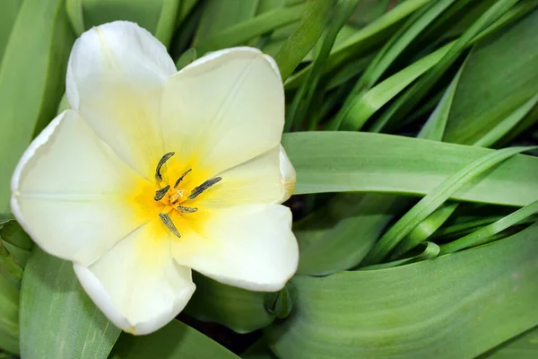 Hintergrund Mit Einer Schönen Hellgelben Blühenden Tulpe Auf Einem Substrat — Stockfoto