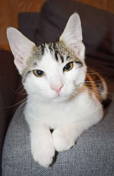 Gato Doméstico Bonito Outbred Deitado Sofá Cor Listrada Branco Cinza — Fotografia de Stock