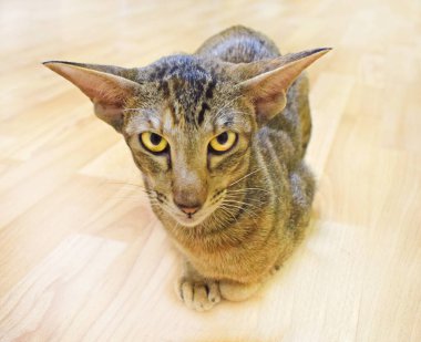 Oriental cat sits on the beige floor with its paws pressed up and carefully and sternly looks into the camera with yellow eyes. Shorthair, long, eared, thoroughbred animal. Horizontal photography. clipart