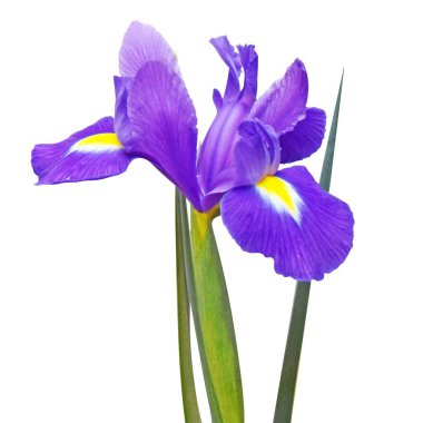 Beyaz arka planda yaprakları olan mor iris çiçeği. Kare fotoğraf.