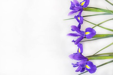 Three purple irises lying exactly right on a light background. Blank for a holiday card for mother's day or birthday. Copy space (place for text). Horizontal photo. clipart