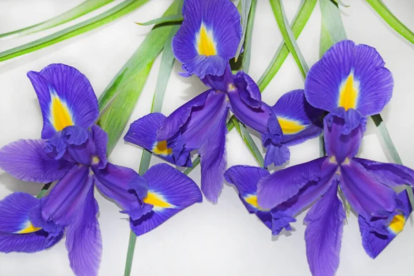 Bouquet Three Purple Irises Lying Light Gray Background Violet Yellow — Stock Photo, Image