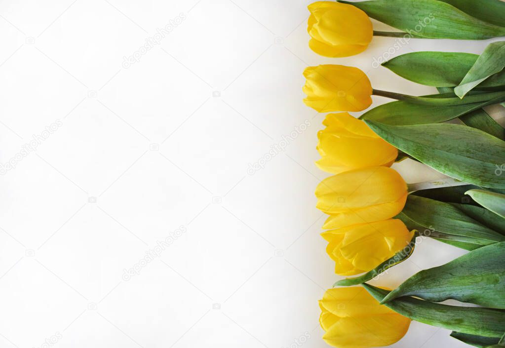 Bright yellow tulips and green leaves lying on a light gray background. Template for greeting card for a birthday, easter, wedding or mother's day. Place for text (copy space). Horizontal photo.