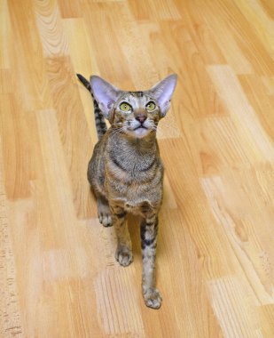 Açık sarı gözlü gri-kahverengi çizgili oryantal kedi bej bir zeminde oturuyor. Kısa hava fotoğrafı, uzun kulaklı ve safkan bir hayvan. Sevimli hayvan..