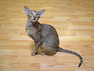 Gray-brown striped oriental cat with light yellow-green eyes sits on a beige floor. Photo of shorthair, long, eared and thoroughbred animal. Cute pet. clipart