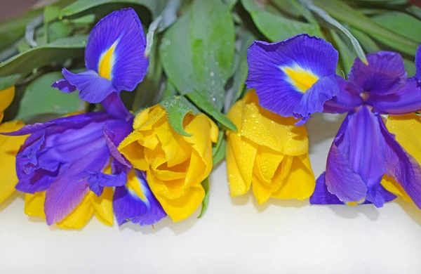 Żółte Tulipany Fioletowe Tęczówki Zielone Liście Łodygi Fotografia Pozioma Kartka — Zdjęcie stockowe