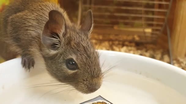 Huis muis staan op achterste voeten — Stockvideo